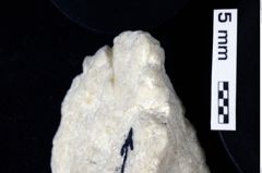 Foto (Detailansicht) von Oxythyreus sp. (NHMW-GEO-1990-0041-0267)